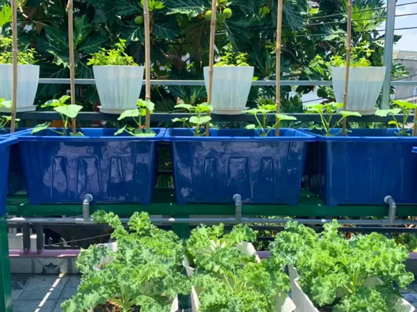 Cá Nào Phù Hợp Nuôi Trong Hệ Aquaponics? Cẩm Nang Chọn Loại Tốt Nhất