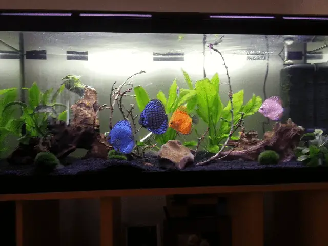 Thiết Lập Nguồn Nước Và Bể Khi Nuôi Cá Dĩa Trong Hồ Thủy Sinh