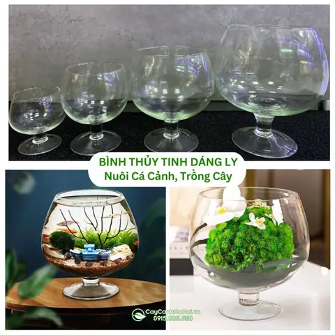 Bình Thủy Tinh Dáng Ly Nuôi Cá