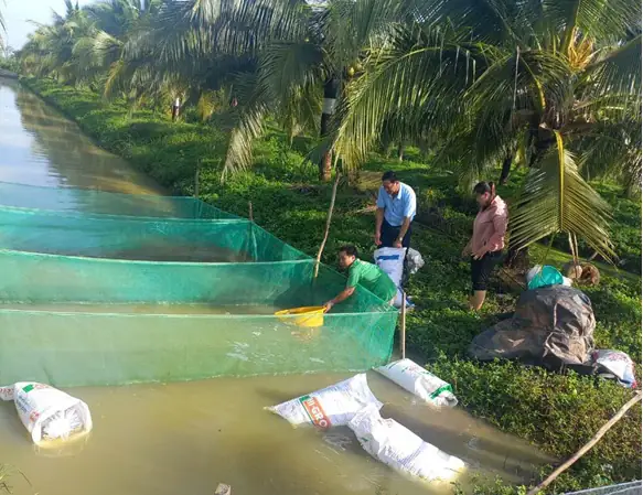 Nuôi Cá Trong Mương Vườn Nuôi Cá Trong Mương Vườn