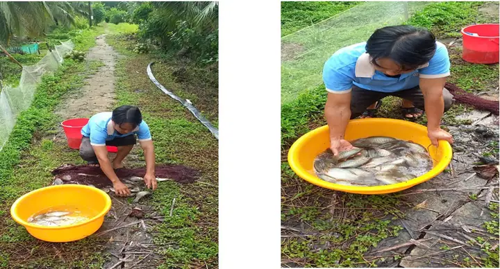 Nuôi Cá Trong Mương Vườn Nuôi Cá Trong Mương Vườn