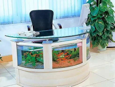 Nuôi Cá Trong Phòng Làm Việc