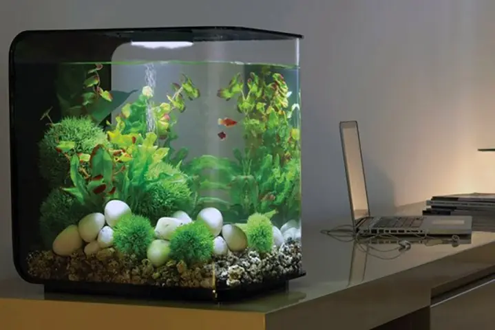 Các Lưu Ý Khi Nuôi Cá Trong Phòng Máy Lạnh