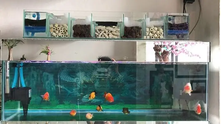 Nuôi Cá Trong Phòng Máy Lạnh Được Không?