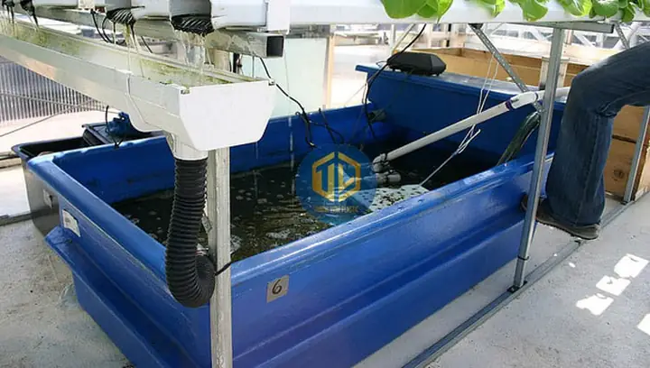 Chuẩn Bị Trước Khi Nuôi Cá Rô Đồng Và Rô Phi