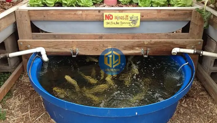 Nuôi Cá Rô Đồng Trong Thùng Nhựa