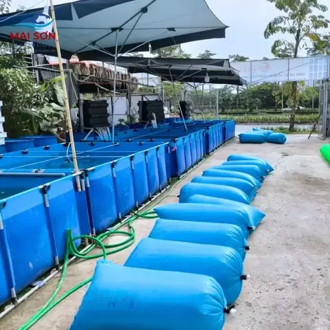 Nuôi Cá Truyền Thống: Từ Kỹ Thuật Cơ Bản Đến Giải Pháp Hiện Đại