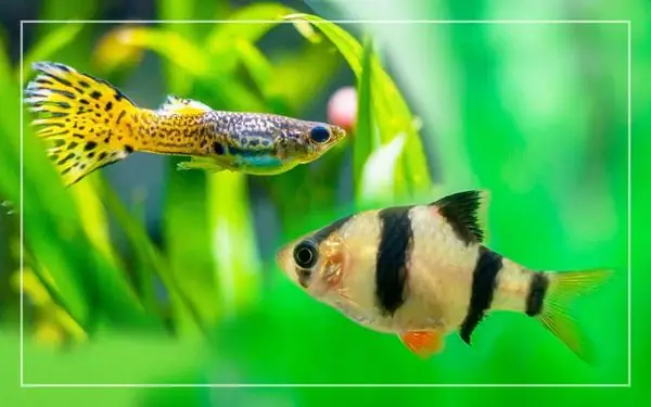 Bạn Cùng Hồ Bạn Cùng Hồ