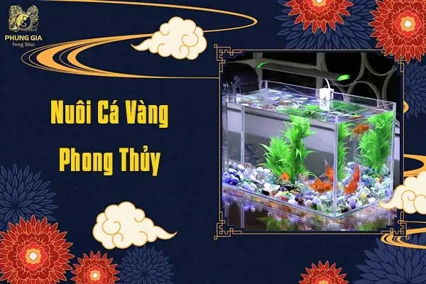 Nuôi Cá Vàng Phong Thủy