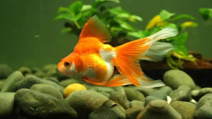 3nuôi Cá Phong Thủy Theo Mệnh