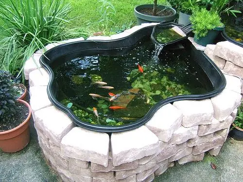 Kỹ Thuật Nuôi Cá Vàng Trong Bể Xi Măng: Hướng Dẫn Toàn Tập Kỹ Thuật Nuôi Cá Vàng Trong Bể Xi Măng: Hướng Dẫn Toàn Tập