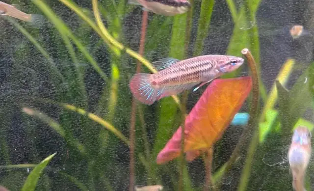 Nuôi Cá Với Cây Trầu Bà: Có Nên Kết Hợp Và Bí Quyết Chăm Sóc Hiệu Quả