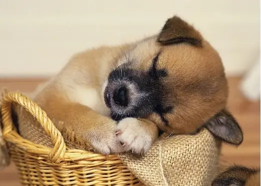 Nuôi Chó Bằng Cám Lợn