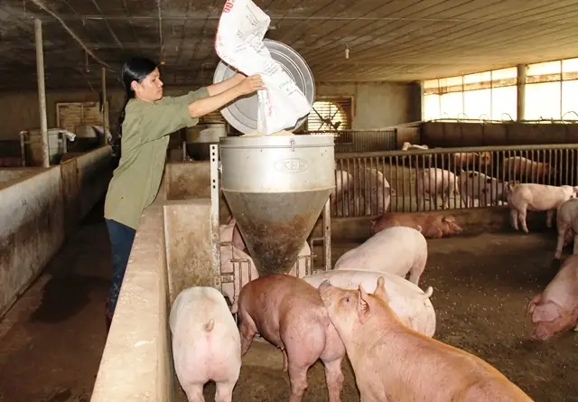 Nuôi Chó Bằng Cám Lợn: Có Nên Hay Không? Phân Tích Từ Góc Độ Dinh Dưỡng Và Sức Khỏe