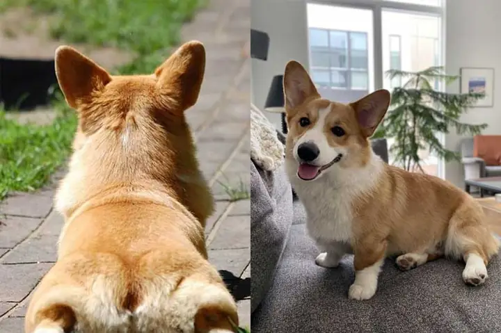 Giống Chó Cụt Đuôi Đẹp, Đáng Nuôi