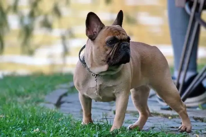 Nuôi Chó Bị Cụt Đuôi Hên Hay Xui