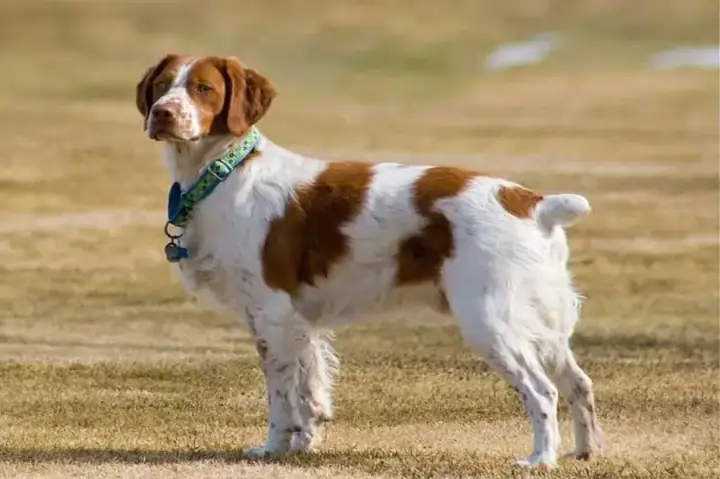 Nuôi Giống Chó Cộc Đuôi Có Đắc Không?