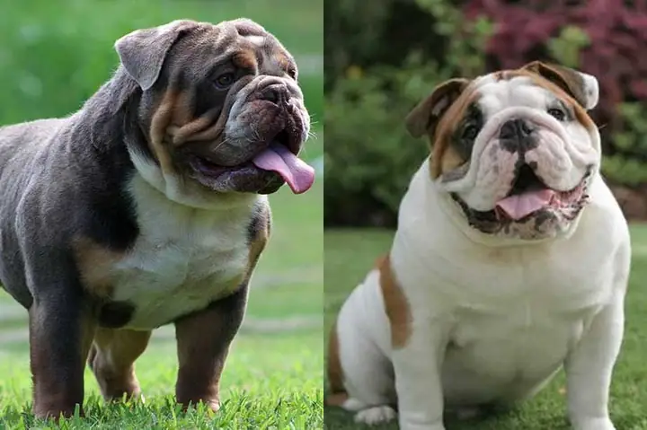 Giống Chó Cụt Đuôi Đẹp, Đáng Nuôi