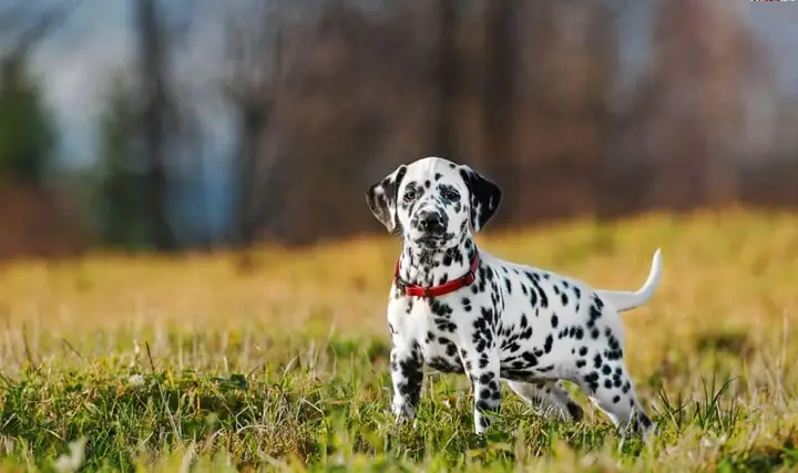 Cách Nuôi Chó Đốm Ăn Theo Từng Giai Đoạn