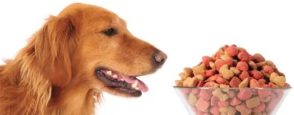 Golden-retriever-dog-food