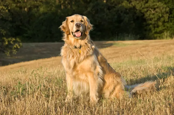 Golden-retriever-summer