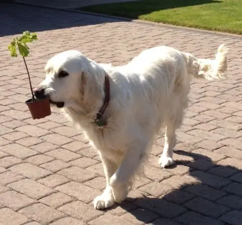 606bb0d04ee091679dd551d6045b62ff