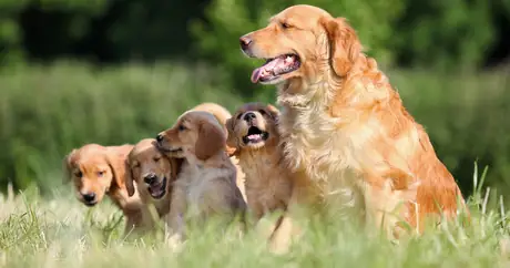 File_1574_column_what-are-the-best-golden-retriever-dog-names