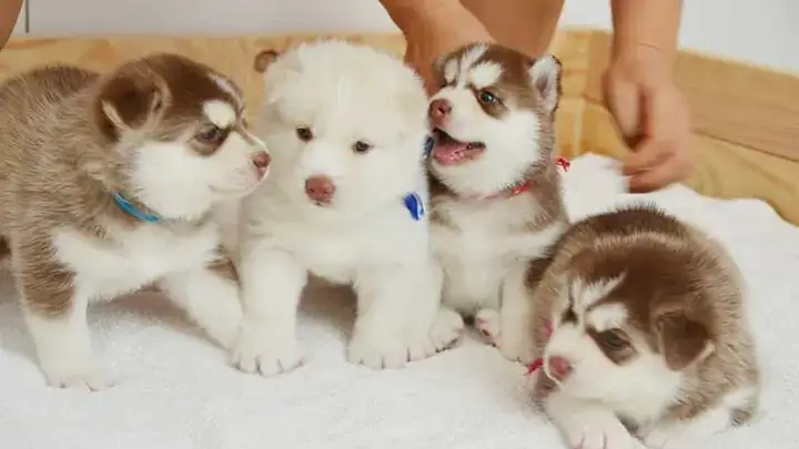Vậy, Nuôi Chó Husky Có Dễ Không? Phân Tích Chuyên Sâu