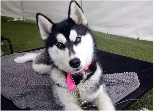 Cách Tắm Và Chăm Sóc Lông Cho Husky