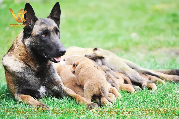 Chăm Sóc Và Nuôi Dưỡng Chó Con Malinois