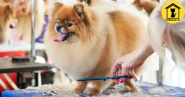 Địa Chỉ Mua Chó Phốc Sóc Thuần Chủng Uy Tín, Hỗ Trợ Nuôi Dưỡng Và Chăm Sóc Chó Trọn Đời Cathouse Petshop