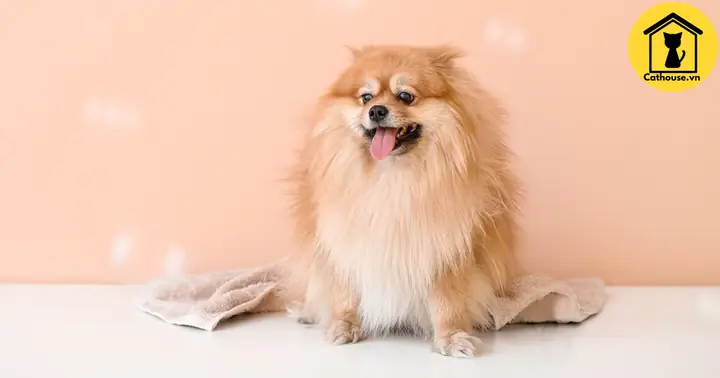 Chó Phốc Sóc Có Dễ Nuôi Hay Không?