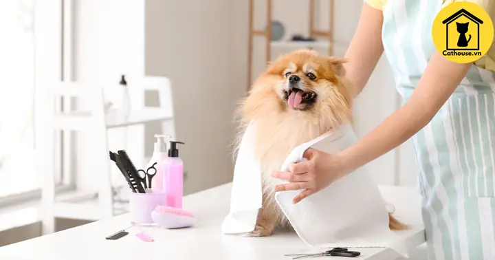 Có Khó Khăn Gì Khi Nuôi Chó Phốc Sóc Không?