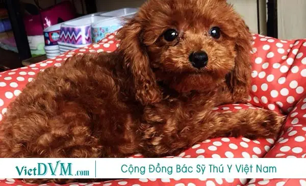 Những Lưu Ý Trong Cách Nuôi Poodle 2 Tháng Tuổi. Những Lưu Ý Trong Cách Nuôi Poodle 2 Tháng Tuổi.
