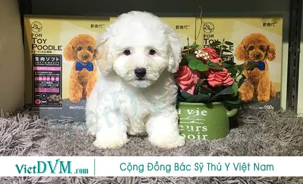 Những Lưu Ý Trong Cách Nuôi Poodle 2 Tháng Tuổi. Những Lưu Ý Trong Cách Nuôi Poodle 2 Tháng Tuổi.