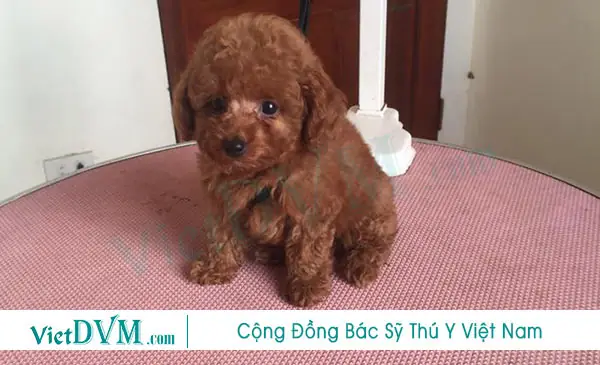 Những Lưu Ý Trong Cách Nuôi Poodle 2 Tháng Tuổi. Những Lưu Ý Trong Cách Nuôi Poodle 2 Tháng Tuổi.