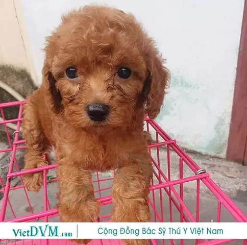 Lưu Ý Chết Người Khi Nuôi Poodle 2 Tháng Tuổi Lưu Ý Chết Người Khi Nuôi Poodle 2 Tháng Tuổi