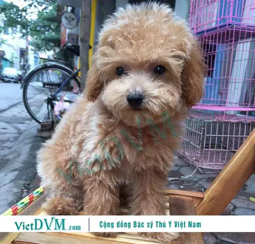 Cách Nuôi Chó Poodle 2 Tháng Tuổi Như Thế Nào? Cách Nuôi Chó Poodle 2 Tháng Tuổi Như Thế Nào?