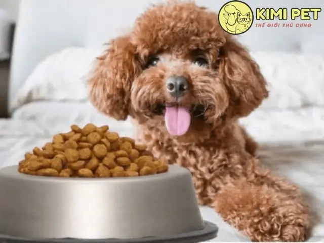 Giai Đoạn Chó Poodle Mang Thai
