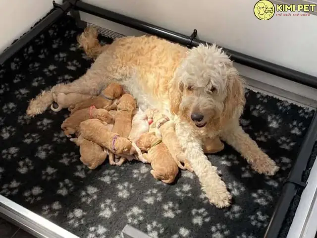 Chó Poodle Bao Nhiêu Ngày Thì Đẻ?