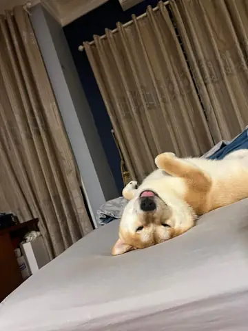 Nuôi Chó Trong Nhà Phố