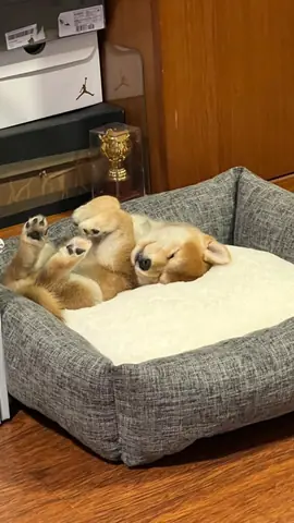 Nuôi Chó Trong Nhà Phố