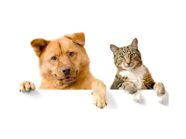 Không Nên Quá Ép Buộc 2 Thú Cưng Phải Thân Thiết Với Nhau