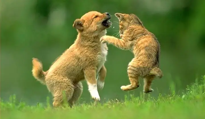 Giảng Hoà Và Phải Ngăn Chặn Những Hành Vi Hung Hăng Từ 2 Phía