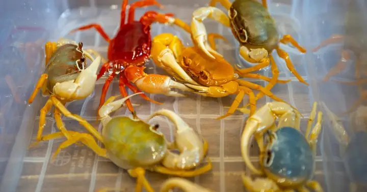 Độc Lạ Trào Lưu Chơi Cua Kiểng Đắt Đỏ, Nhiều Màu Sắc Ở Hà Nội Độc Lạ Trào Lưu Chơi Cua Kiểng Đắt Đỏ, Nhiều Màu Sắc Ở Hà Nội