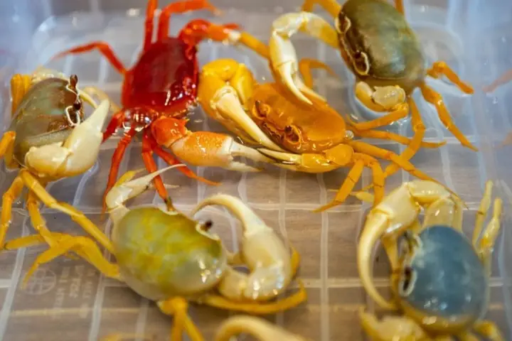 Thú Vui Nuôi Cua Kiểng: Làn Gió Mới Trong Giới Thủy Sinh - Khoa Thủy ... Thú Vui Nuôi Cua Kiểng: Làn Gió Mới Trong Giới Thủy Sinh - Khoa Thủy ...