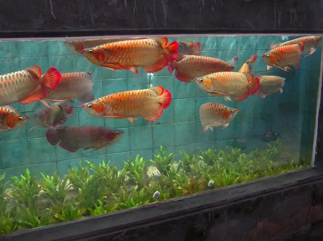 Cách Kiến Tạo Một Bể Cá Rồng Sinh Động Cách Kiến Tạo Một Bể Cá Rồng Sinh Động