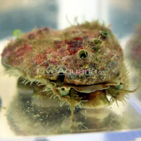 Nuôi Ốc Trong Bể Cá Cảnh Nuôi Ốc Trong Bể Cá Cảnh