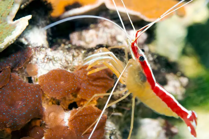 Tép Cảnh Có Thể Nuôi Chung Với Cá Cảnh Không? Những Điều Cần ...