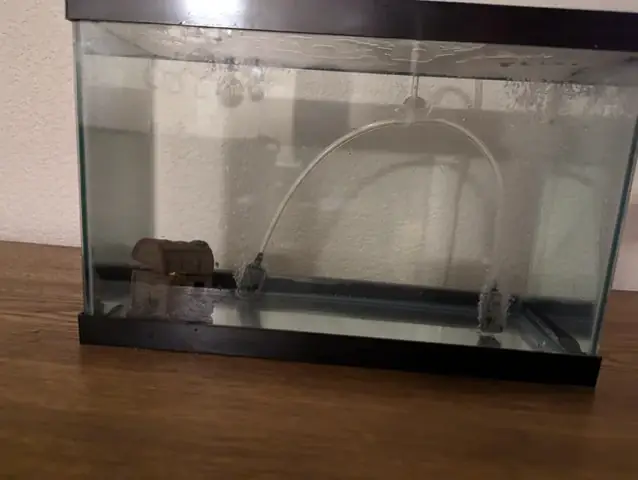 Nuôi Tôm Trong Bể Cá Cảnh: Giải Pháp Thẩm Mỹ Cho Bể Cá Nhà Bạn